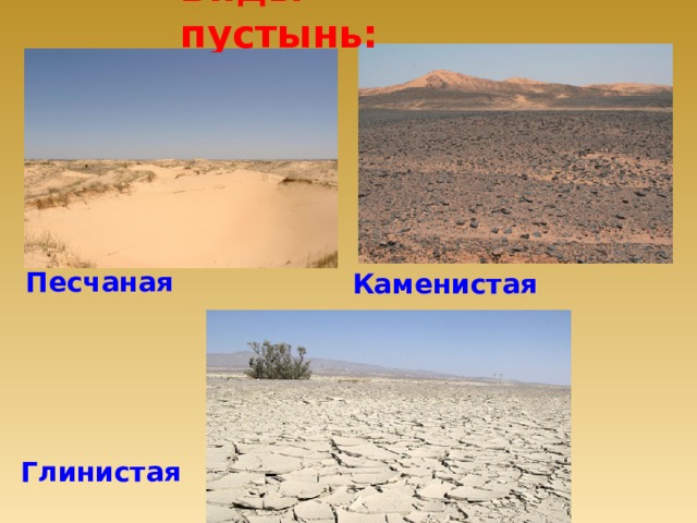 Виды пустынь: Песчаная  Каменистая  Глинистая  