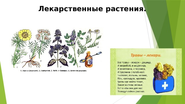 Основные способы хранения сырья дикорастущих растений
