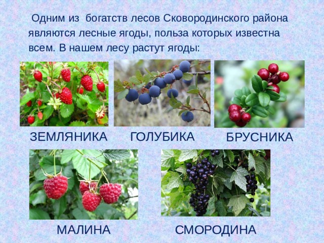Одним из богатств лесов Сковородинского района являются лесные ягоды, польза которых известна всем. В нашем лесу растут ягоды: ЗЕМЛЯНИКА ГОЛУБИКА БРУСНИКА МАЛИНА СМОРОДИНА