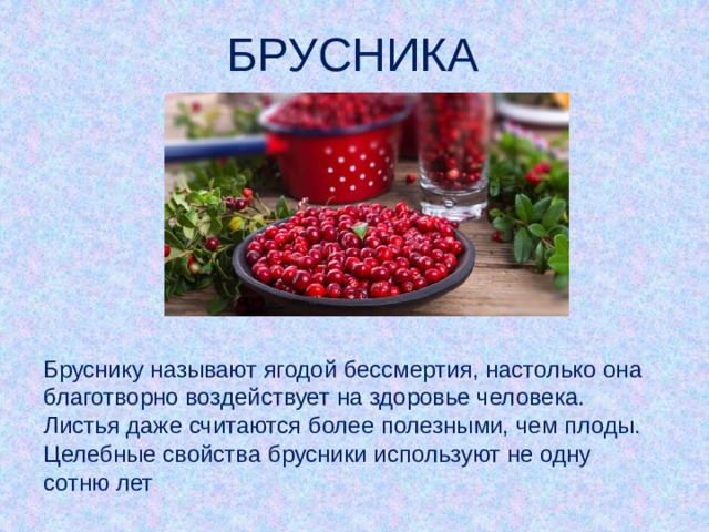 БРУСНИКА Бруснику называют ягодой бессмертия, настолько она благотворно воздействует на здоровье человека. Листья даже считаются более полезными, чем плоды. Целебные свойства брусники используют не одну сотню лет 