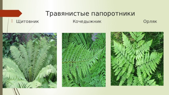 Травянистые папоротники Щитовник Кочедыжник Орляк 