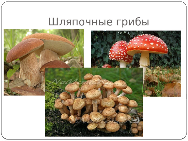 Шляпочные грибы 