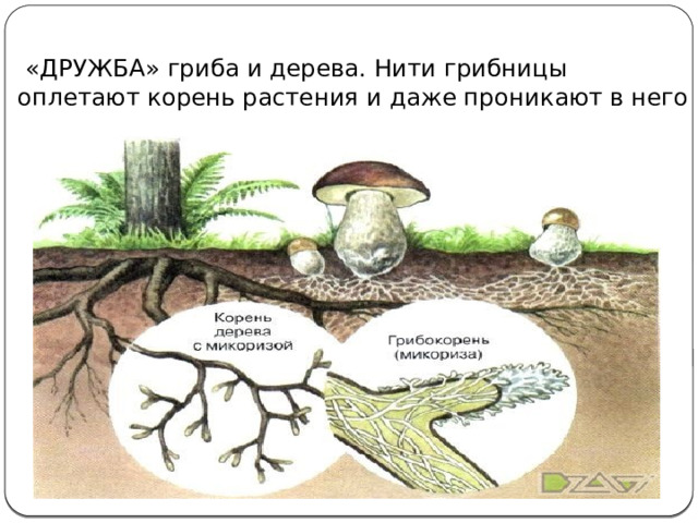  «ДРУЖБА» гриба и дерева. Нити грибницы оплетают корень растения и даже проникают в него   