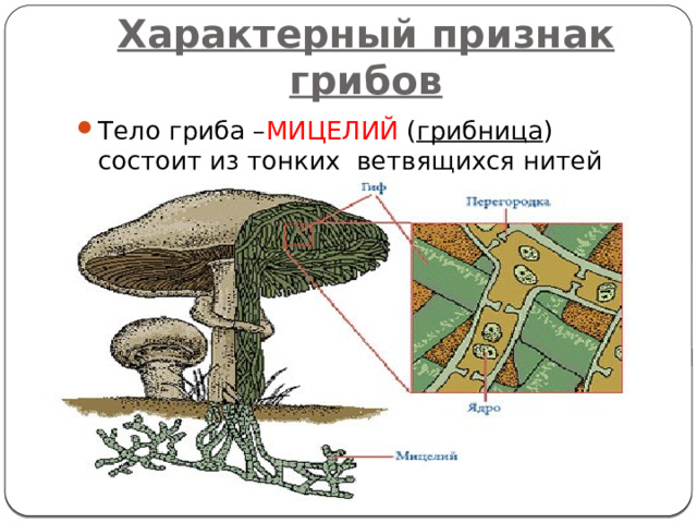 Характерный признак грибов Тело гриба – МИЦЕЛИЙ ( грибница ) состоит из тонких ветвящихся нитей ( гиф ) 