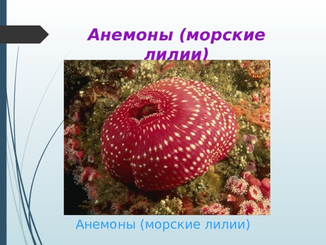 Анемоны (морские лилии)   Анемоны (морские лилии) 