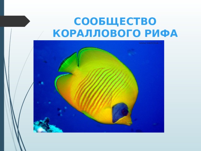 СООБЩЕСТВО КОРАЛЛОВОГО РИФА коралловые рыбки (рыба-бабочка) 