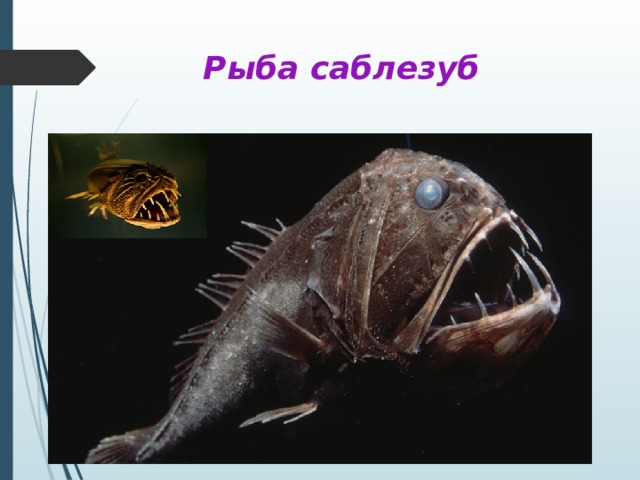 Рыба саблезуб 