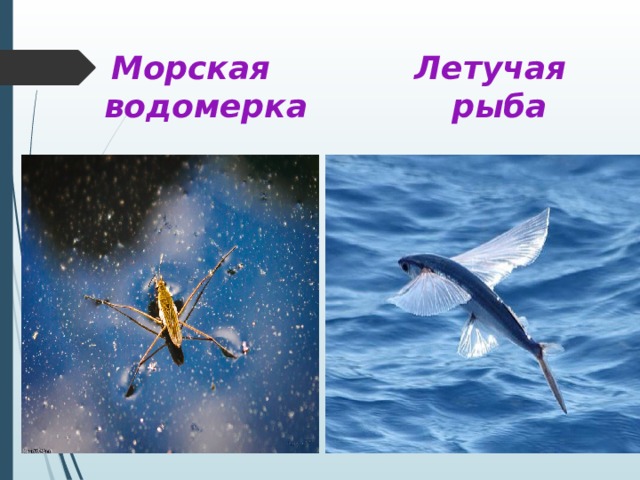  Морская Летучая  водомерка рыба 