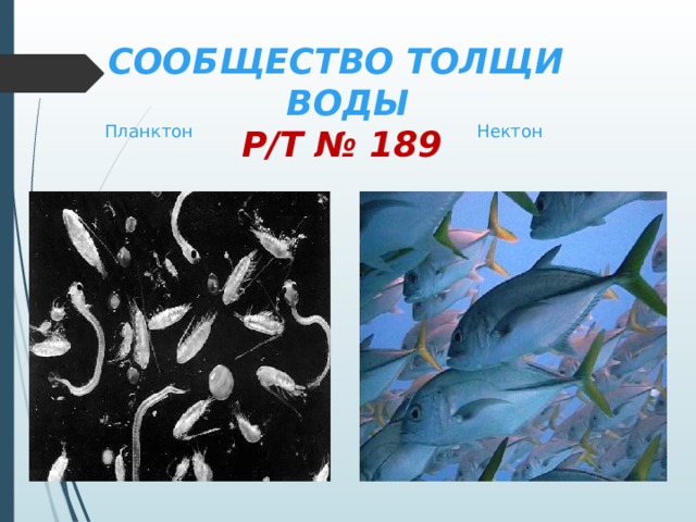СООБЩЕСТВО ТОЛЩИ ВОДЫ  Р/Т № 189  Планктон Нектон 
