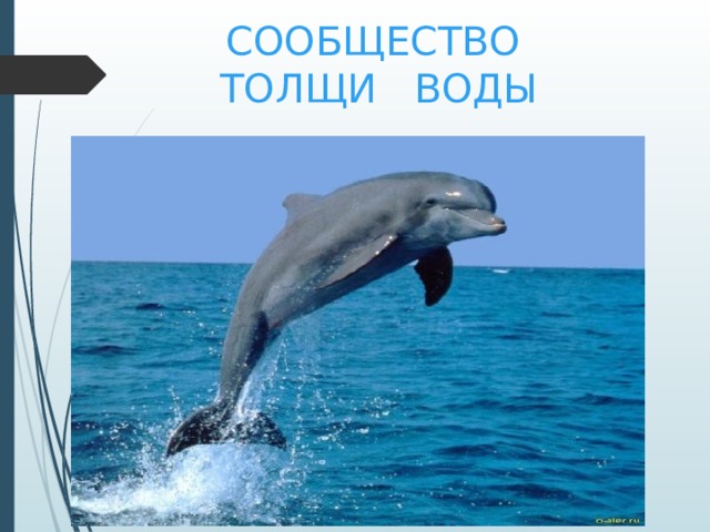 СООБЩЕСТВО  ТОЛЩИ ВОДЫ дельфин 