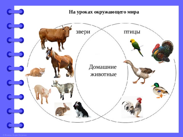 На уроках окружающего мира звери птицы Домашние животные 