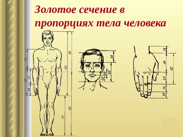 Золотое сечение в пропорциях тела человека 