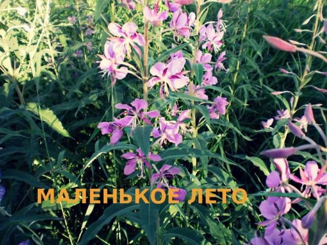 Маленькое лето 