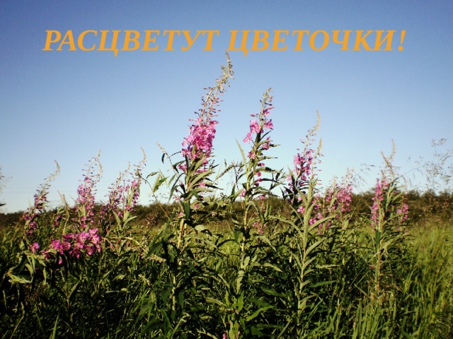 Расцветут цветочки! 