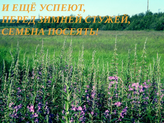 И ещё успеют, Перед зимней стужей, Семена посеять! 