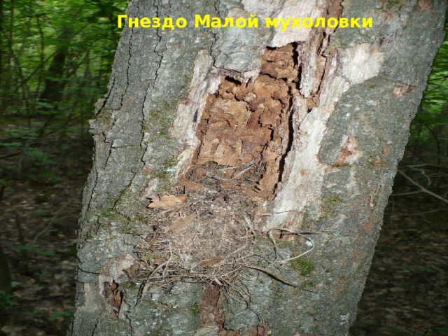 Гнездо Малой мухоловки 