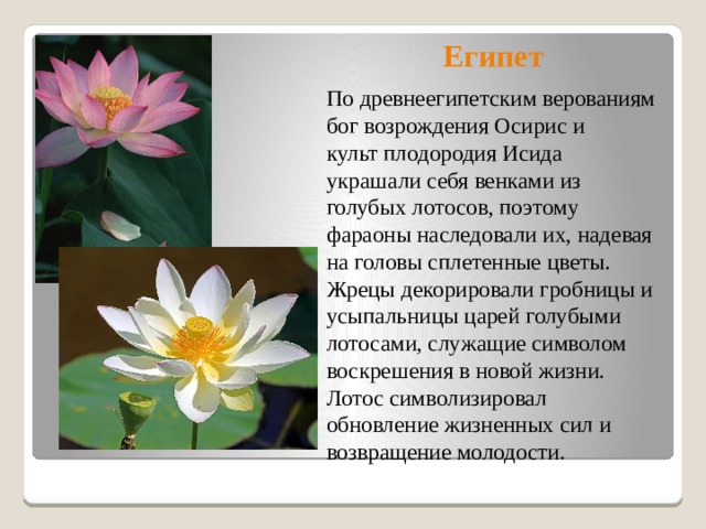 Египет  По древнеегипетским верованиям бог возрождения Осирис и культ плодородия Исида украшали себя венками из голубых лотосов, поэтому фараоны наследовали их, надевая на головы сплетенные цветы. Жрецы декорировали гробницы и усыпальницы царей голубыми лотосами, служащие символом воскрешения в новой жизни. Лотос символизировал обновление жизненных сил и возвращение молодости.