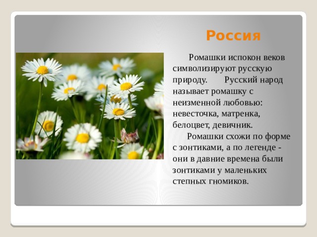 Россия  Ромашки испокон веков символизируют русскую природу. Русский народ называет ромашку с неизменной любовью: невесточка, матренка, белоцвет, девичник.  Ромашки схожи по форме с зонтиками, а по легенде - они в давние времена были зонтиками у маленьких степных гномиков.