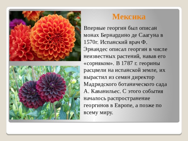 Мексика Впервые георгин был описан монах Бернардино де Саагуна в 1570г. Испанский врач Ф. Эрнандес описал георгин в числе неизвестных растений, навав его «сорняком». В 1787 г. георины расцвели на испанской земле, их вырастил из семян директор Мадридского ботанического сада А. Каванильес. С этого события началось распространение георгинов в Европе, а позже по всему миру.