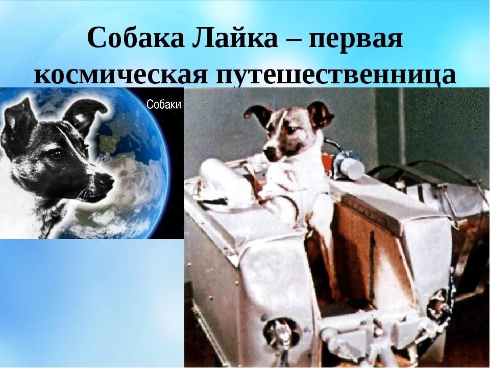 Первые собаки полетевшие в космос лайка. Собака лайка 1957. Первая собака космонавт лайка. Собака лайка в космосе. Собака лайка из космоса.