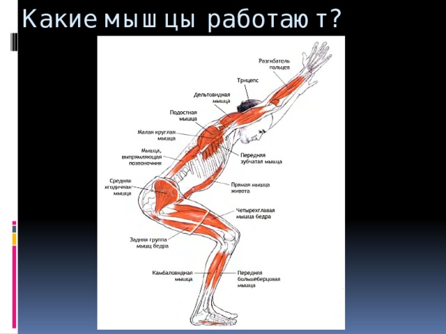Какие мышцы работают? 