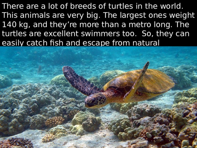 There are a lot of breeds of turtles in the world. This animals are very big. The largest ones weight 140 kg, and they’re more than a metro long. The turtles are excellent swimmers too. So, they can easily catch fish and escape from natural predators. 