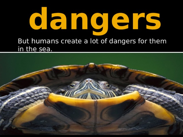 dangers But humans create a lot of dangers for them in the sea. 