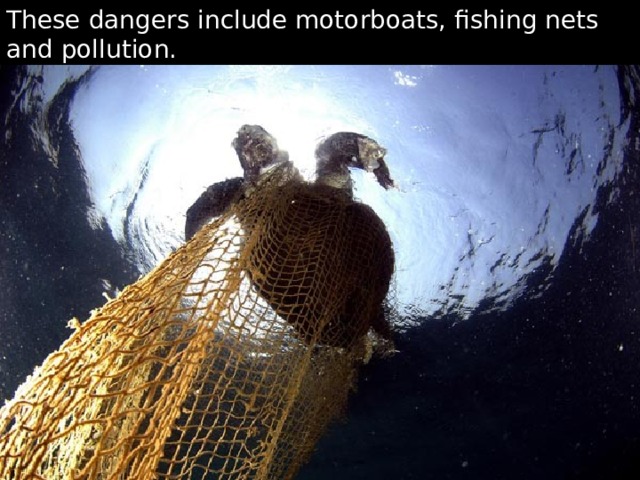 These dangers include motorboats, fishing nets and pollution. 