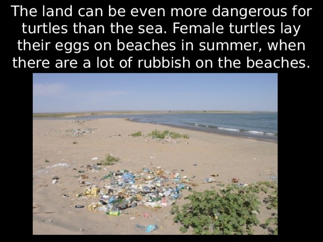 The land can be even more dangerous for turtles than the sea. Female turtles lay their eggs on beaches in summer, when there are a lot of rubbish on the beaches. 
