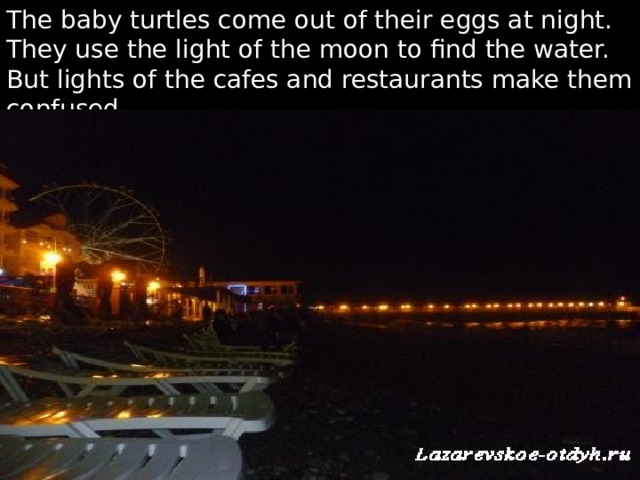 The baby turtles come out of their eggs at night. They use the light of the moon to find the water. But lights of the cafes and restaurants make them confused. 