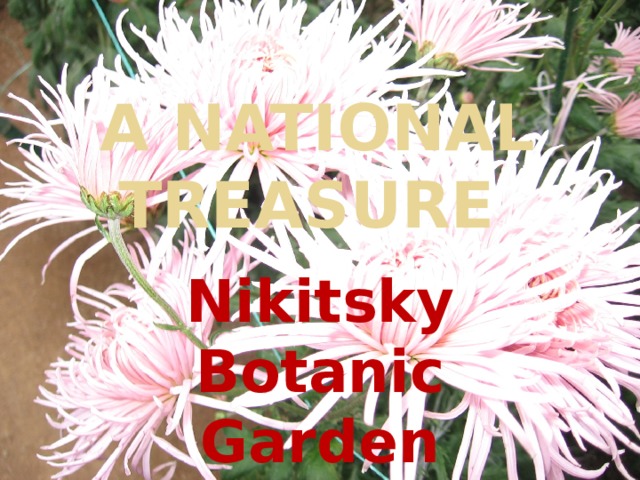 A national treasure Nikitsky Botanic Garden 
