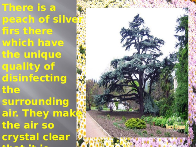 There is a peach of silver firs there which have the unique quality of disinfecting the surrounding air. They make the air so crystal clear that it is possible to perform surgeries right there. 