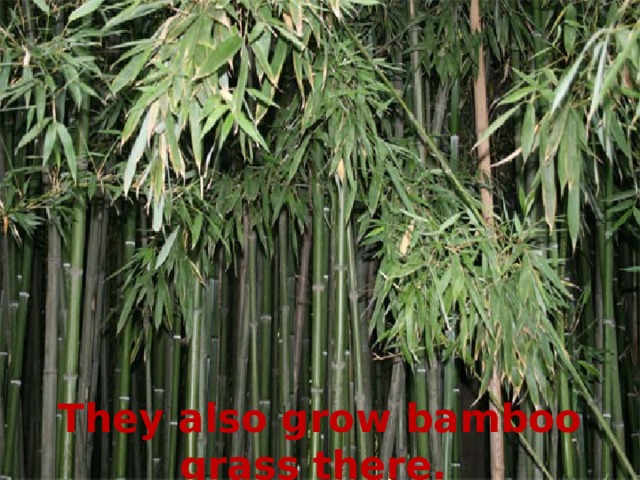 They also grow bamboo grass there. 