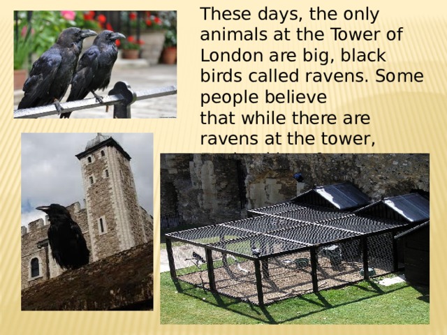 These days, the only animals at the Tower of London are big, black birds called ravens. Some people believe that while there are ravens at the tower, England is safe. 