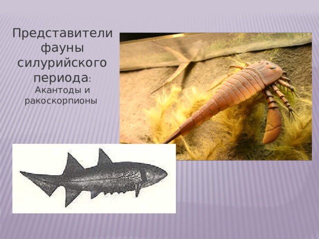 Представители фауны силурийского периода : Акантоды и ракоскорпионы 