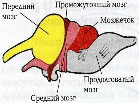 Мозг рептилий рисунок