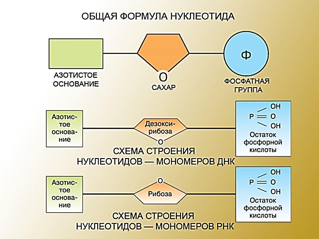 Схема состава нуклеотида днк