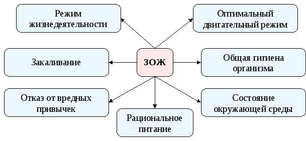 Зож схемы таблицы