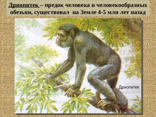 Дриопитек – предок человека и человекообразных обезьян, существовал на Земле 4-5 млн лет назад 