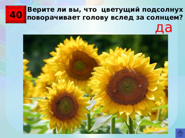 Рассмотрите рисунок объясните как реагирует цветущий подсолнечник на солнечный свет