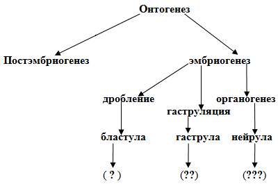 Схема развития онтогенеза