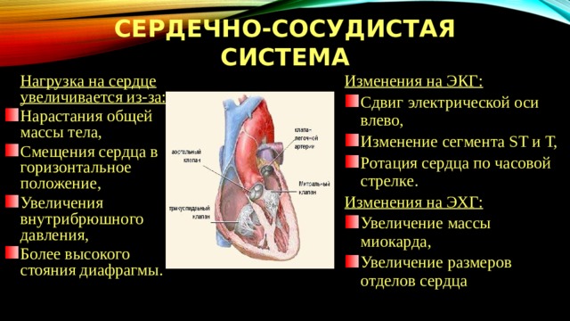 Сердечно-сосудистая система  Нагрузка на сердце увеличивается из-за: Изменения на ЭКГ: Нарастания общей массы тела, Смещения сердца в горизонтальное положение, Увеличения внутрибрюшного давления, Более высокого стояния диафрагмы. Сдвиг электрической оси влево, Изменение сегмента ST и Т, Ротация сердца по часовой стрелке. Изменения на ЭХГ: Увеличение массы миокарда, Увеличение размеров отделов сердца 