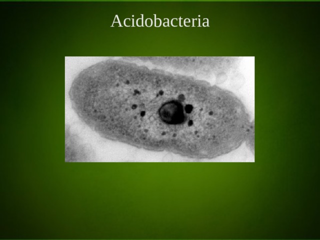 Acidobacteria 