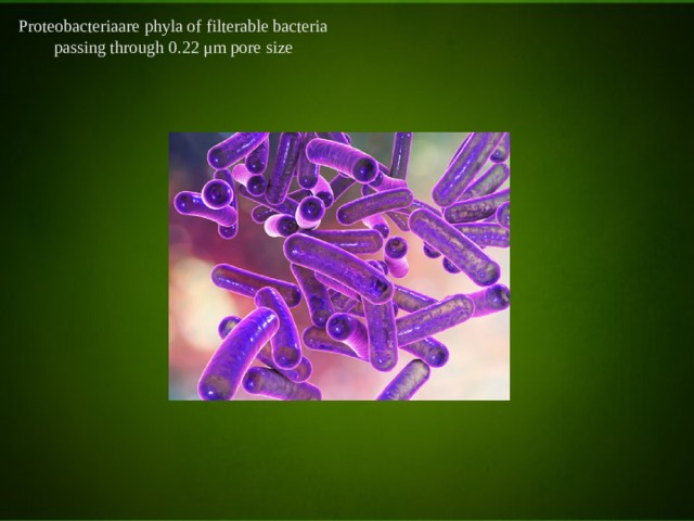 Proteobacteriaare phyla of filterable bacteria passing through 0.22 μm pore size 