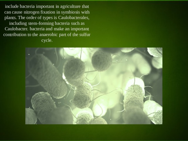 include bacteria important in agriculture that can cause nitrogen fixation in symbiosis with plants. The order of types is Caulobacterales, including stem-forming bacteria such as Caulobacter. bacteria and make an important contribution to the anaerobic part of the sulfur cycle. 