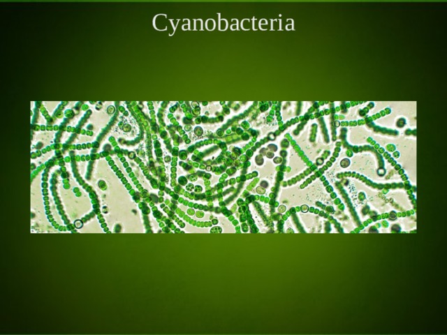 Cyanobacteria 