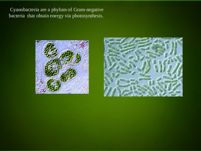  Cyanobacteria are a phylum of Gram-negative bacteria that obtain energy via photosynthesis. 