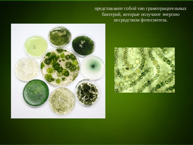 представляют собой тип грамотрицательных бактерий, которые получают энергию посредством фотосинтеза. 