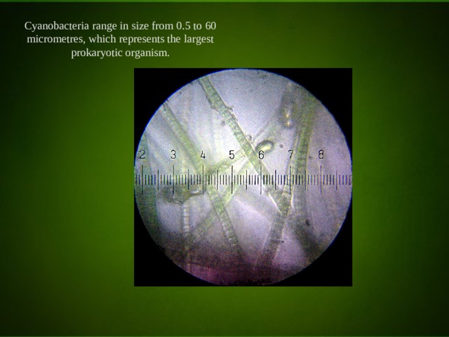 Cyanobacteria range in size from 0.5 to 60 micrometres, which represents the largest prokaryotic organism. 