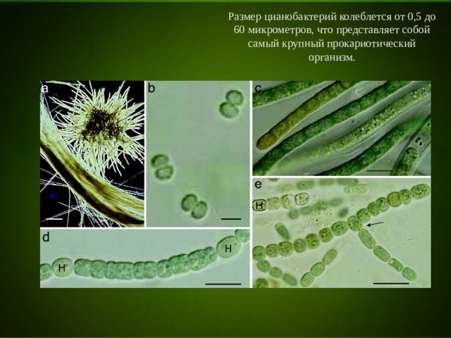 Размер цианобактерий колеблется от 0,5 до 60 микрометров, что представляет собой самый крупный прокариотический организм. 